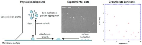 Model Development And Experimental Data Analysis For Calcium Carbonate