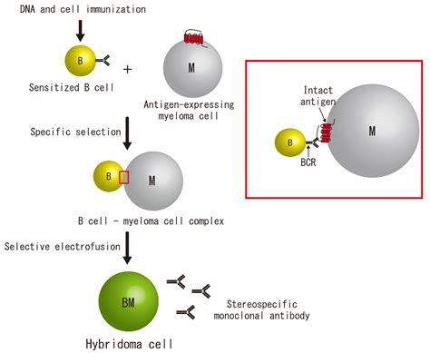 Class Switching Of B Lymphocytes By Dna And Cell Immunization For Stereospecific Monoclonal