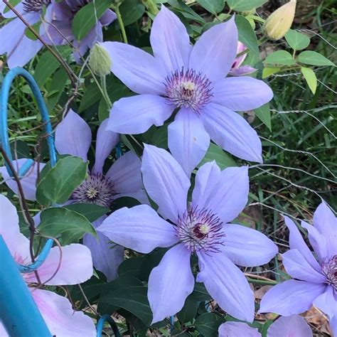 Clematis Bernadine™ Evipo061 Clematis Bernadine In Gardentags