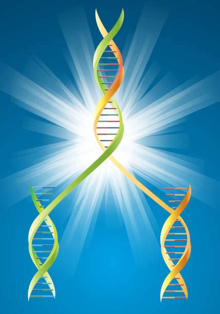 Top 60 Dna Replication Clip Art Vector Graphics And Illustrations Istock