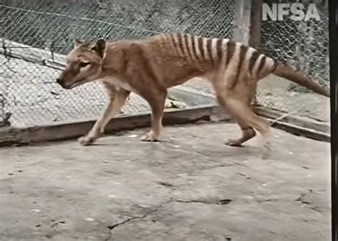 Le Ponen Color A Video Del Ltimo Tigre De Tasmania Oronoticias