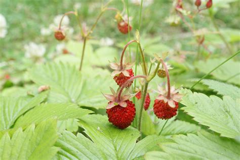 Filepatch Of Wild Strawberries Wikimedia Commons