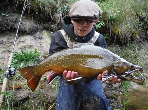 Giant Coaster Brook Trout Roughfish