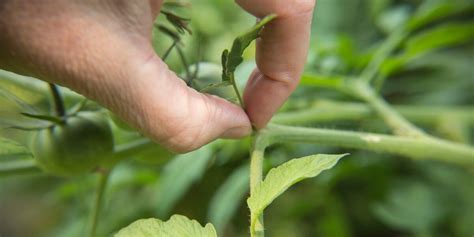 Devez Vous Retirer Les Gourmands De Vos Pieds De Tomates Nos Conseils