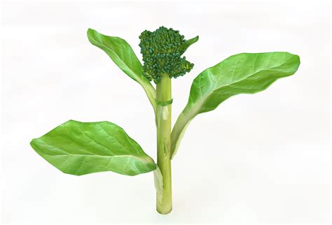 Broccoli Rabe 3d Model By Turbocg 3docean