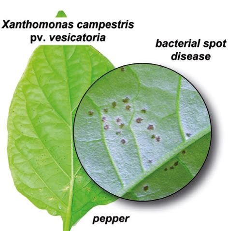 Erfolg Im Kampf Gegen Paprika Pusteln 2007 Wiley Analytical Science