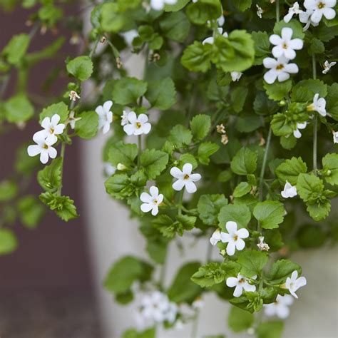 Buy Bacopa Snowflake Chaenostoma Cordatum Snowflake Delivery