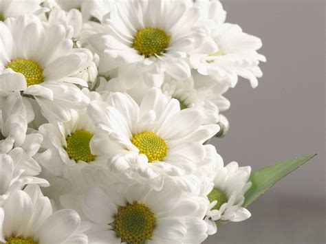 Buquê De Margaridas Brancas - Buquê de Margaridas Brancas Para Entrega | Flores Online