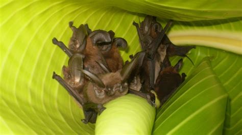 The Females of the Madagascar Sucker-Footed Bat are Missing