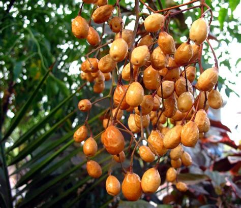 Melia Azedarach Chinaberry Seeds Flickr Photo Sharing