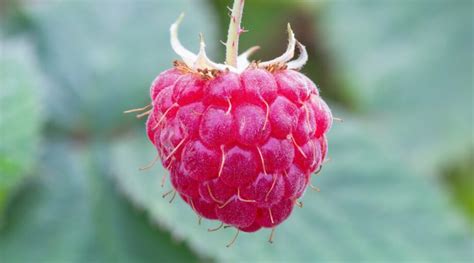 21 Best Raspberry Varieties For Home Gardens