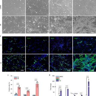 Characterization Of CiMCs A Representative Bright Field Images Of