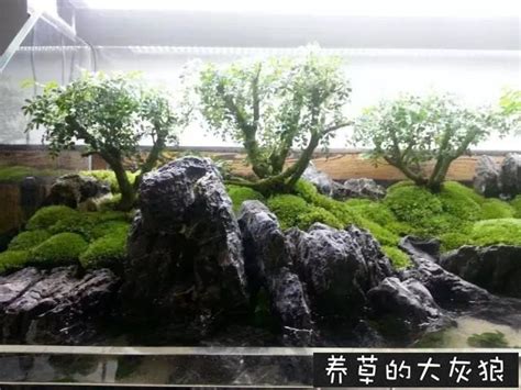 水草缸雨林缸造景：水哥王昱珩也玩水陸缸，手把手開缸教程！ 每日頭條