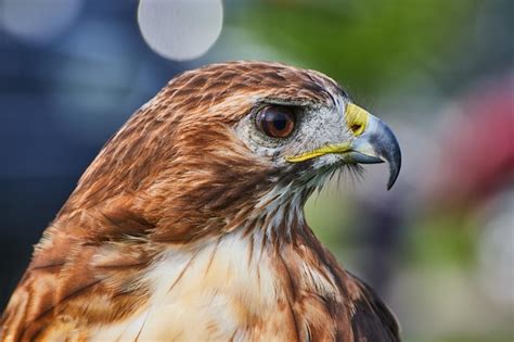 Detalle de la cabeza del pájaro halcón de alas anchas con pico afilado