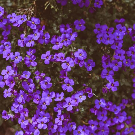 Benefits Of Violet Flowers Making Tea — Rosie Loves Tea