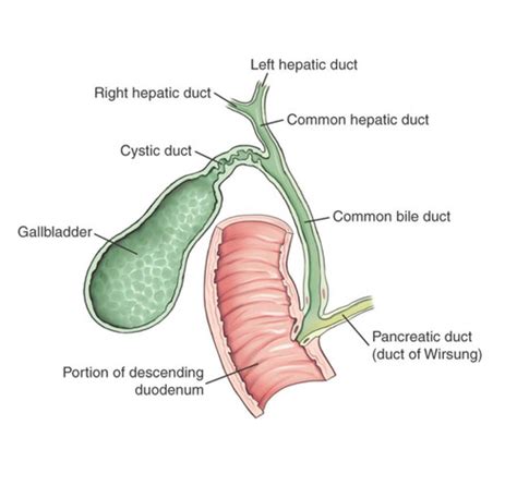 Unit Biliary Tract Upper Gi Flashcards Quizlet