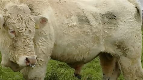 Benjy The Gay Bull Saved From Slaughter