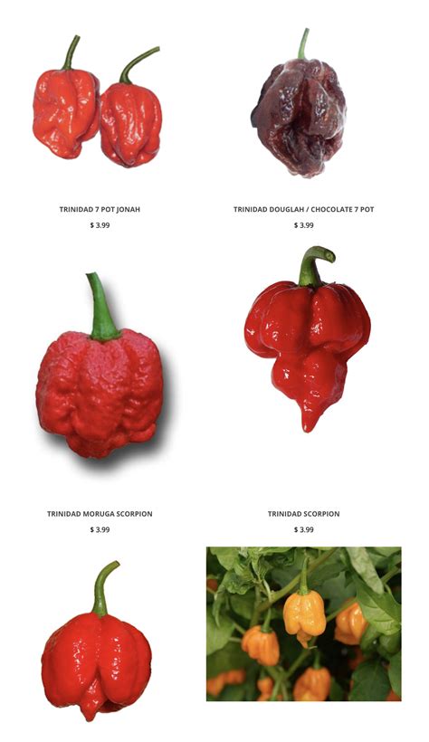 Super Hot Pepper Seeds Collections Hottest Pepper Seeds Food