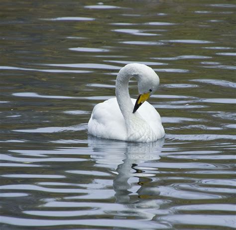 Cygne Oiseau Blanc Photo Gratuite Sur Pixabay Pixabay