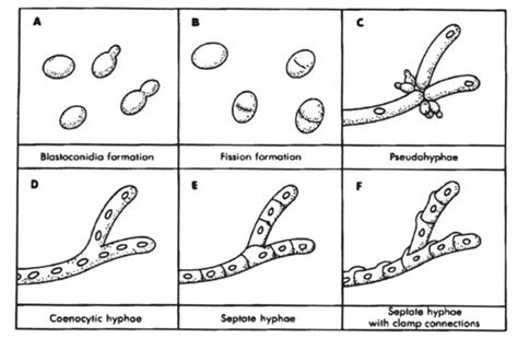 Fungal Cell Morphology Medical Laboratory Science Microbiology