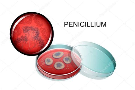 Penicillin mold, in a Petri dish and under a microscope — Stock Vector © Artemida-psy #184295440