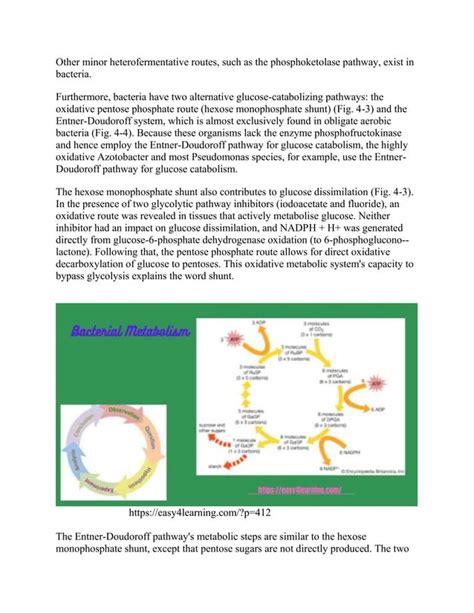 Bacterial Metabolismdocx