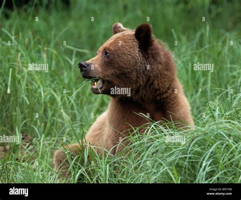 Female Grizzly Bear Ursus Arctos Horribilis Grazing On Lyngbys Sedge