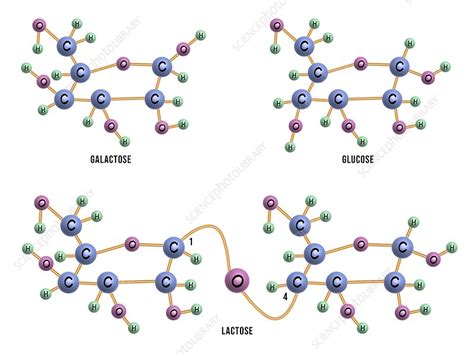 Structure Of Lactose