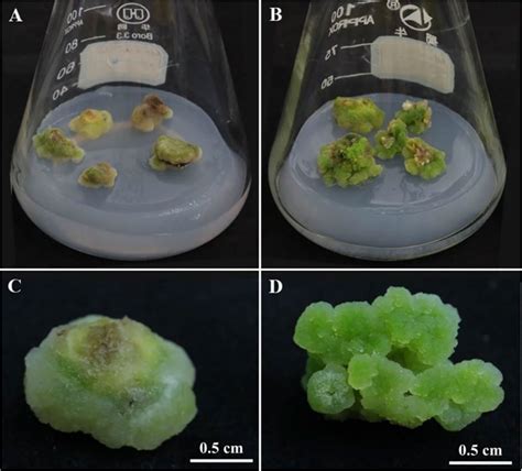 Frontiers Callus Induction And Transcriptomic Analysis Of In Vitro