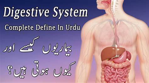 Digestive System In Urdu Nizam E Hazam Kesy Kam Karta Hai Bimaria