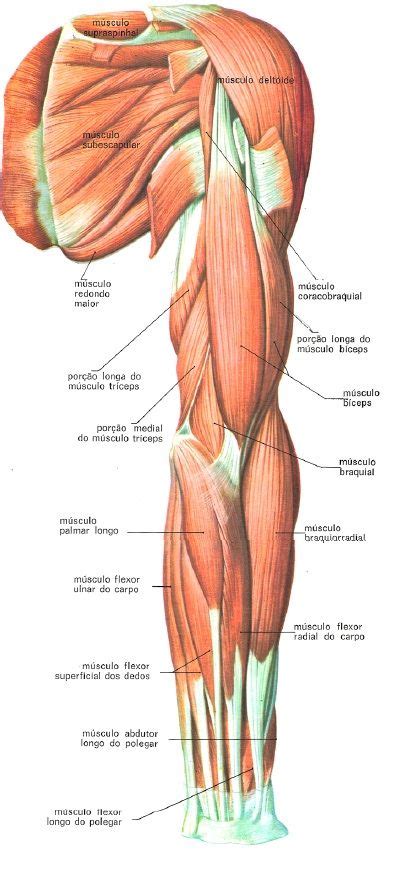 musculos do braco e antebraco Músculos do corpo humano Músculos do