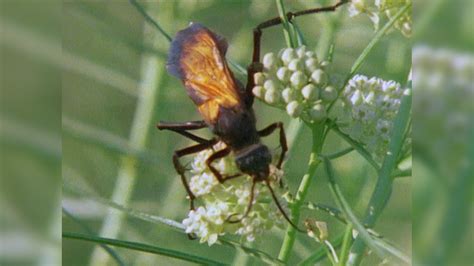 Tarantula Vs Tarantula Hawk YouTube