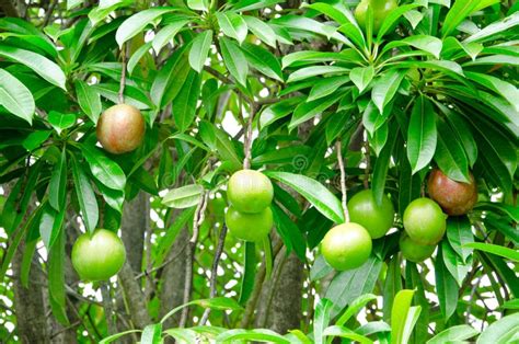 Fruta Do Oddloam De Cerbera Foto De Stock Imagem De Ponteiro Planta