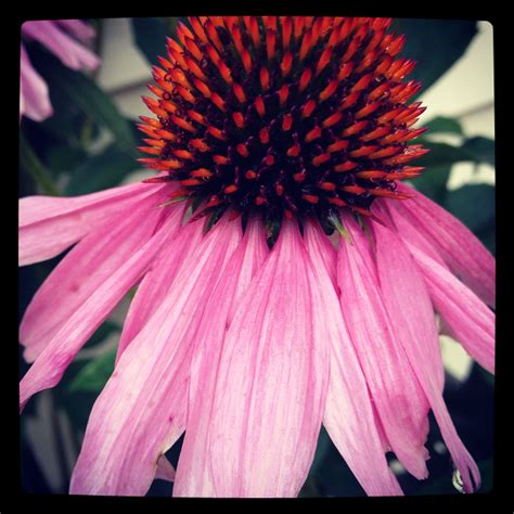 Purple cone flower | Plants, Flowers, Purple