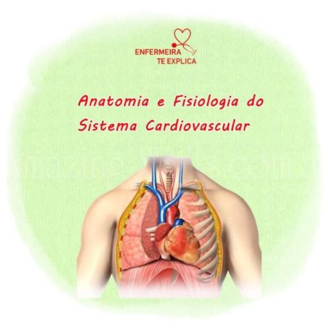 Pdf Fisiologia Do Sistema Cardiovascular Fisiologia B Sica Hot Sex