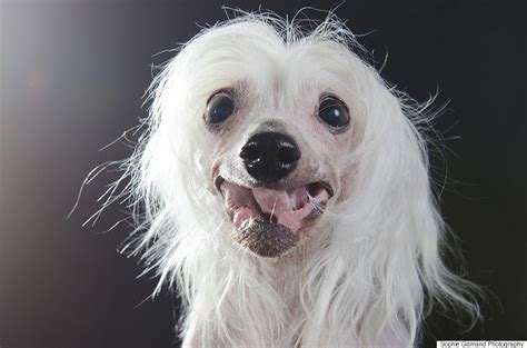 Hairless Dogs Photo Series Brings Attention To Ethical Breeding Practices | HuffPost Good News