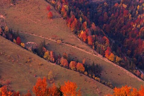 Premium Photo | Beautiful autumn forest in the mountains at sunset