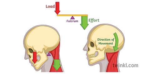 First Class Lever System Diagram Load Effort Fulcrum Movement Skeleton PE