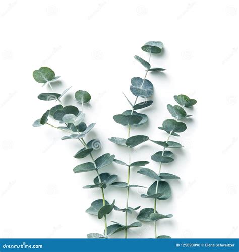 Eucalyptus Stock Photos Royalty Free Stock Images