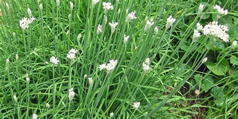 Allium tuberosum - description and flowering period, general ...