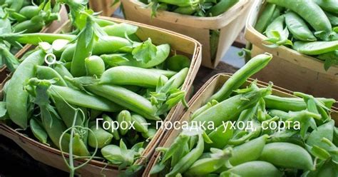 Семена гороха: ТОП 30 лучших сортов с описанием и характеристиками с фото