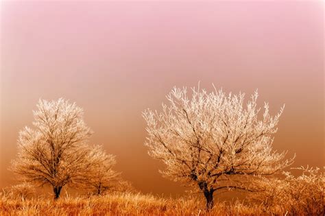 Free Images Landscape Tree Nature Branch Winter Sky Fog