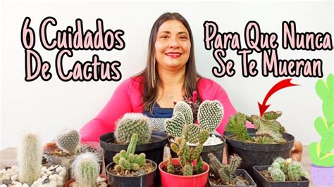 C Mo Cuidar Los Cactus Gu A Completaactualizado En