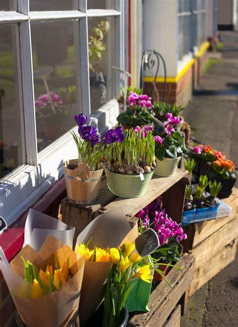 Spring Flower Sale Stock Photo Image Of Crocus Arrangement 1877590