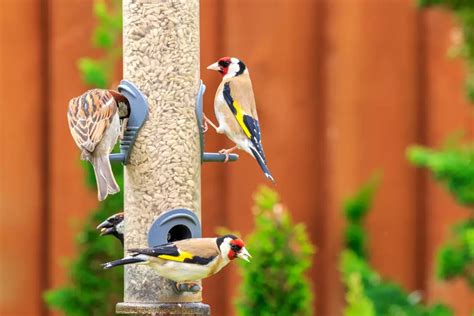 How to Make a Finch Feeder? - My Bird Garden