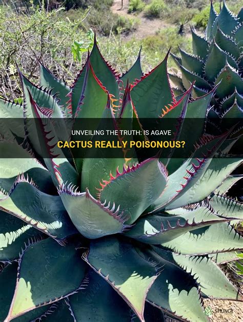 Unveiling The Truth Is Agave Cactus Really Poisonous Shuncy