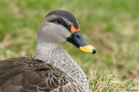 Indian Spot-billed Duck