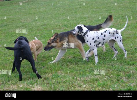 german pack  res stock photography  images alamy