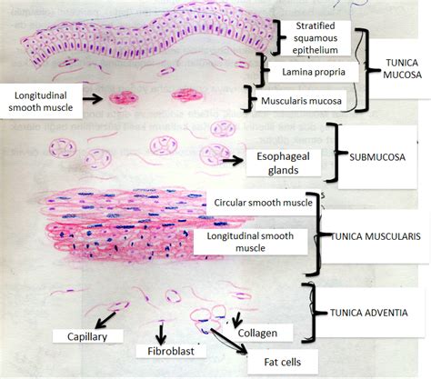 Esophagus Histology Diagram