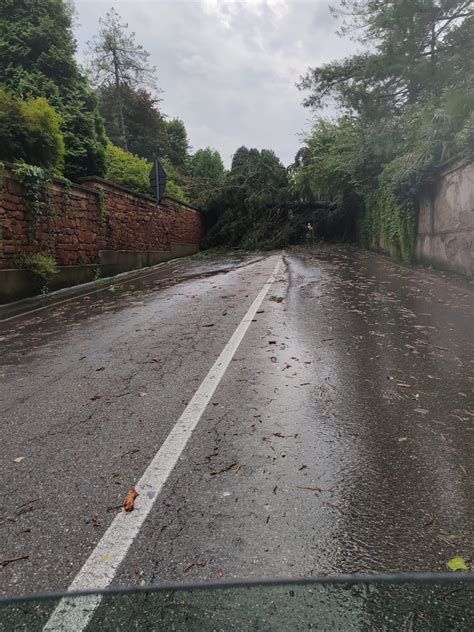 Maltempo Albero Cade Tra Maccagno E Zenna Rinviata L Inaugurazione